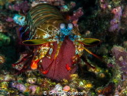 Mantis Shrimp with eggs by George Touliatos 